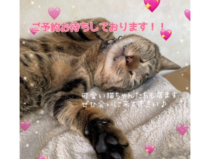 看板猫ちゃんも居ます